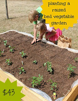Planting a Raised Vegetable Garden