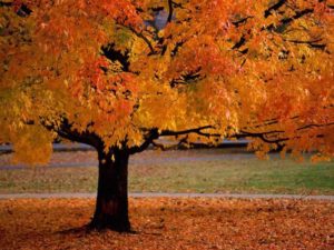 fallTree