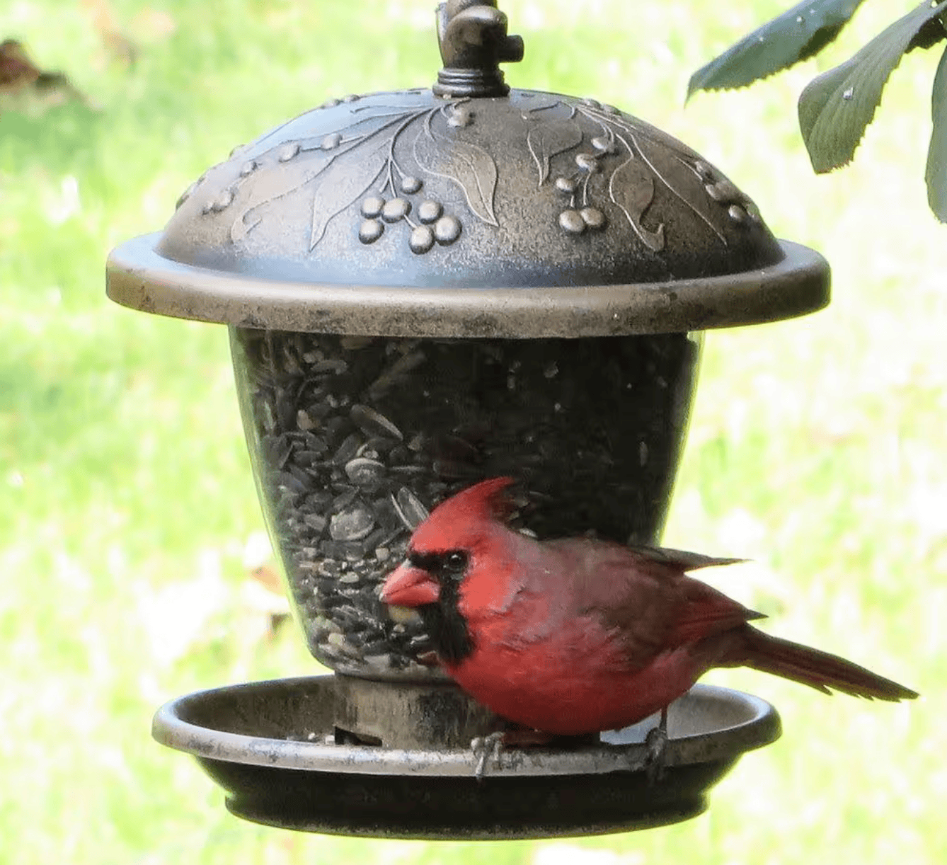 bird feeder