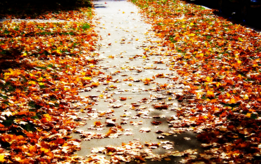 fall