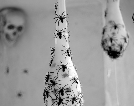 spider eggs