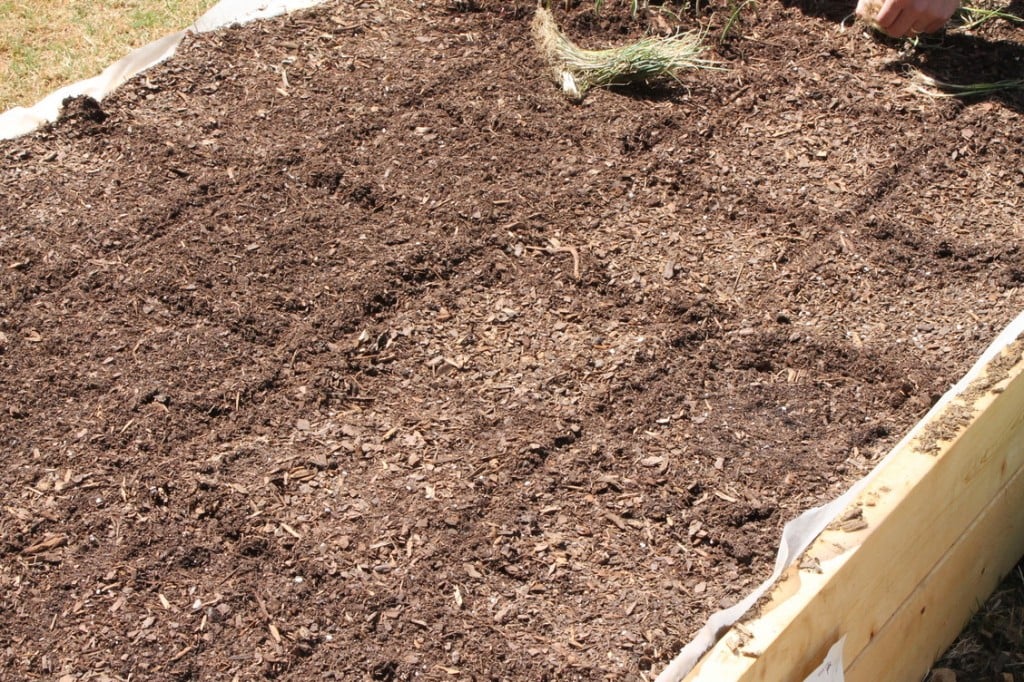 Square Foot Gardening in Raised Bed