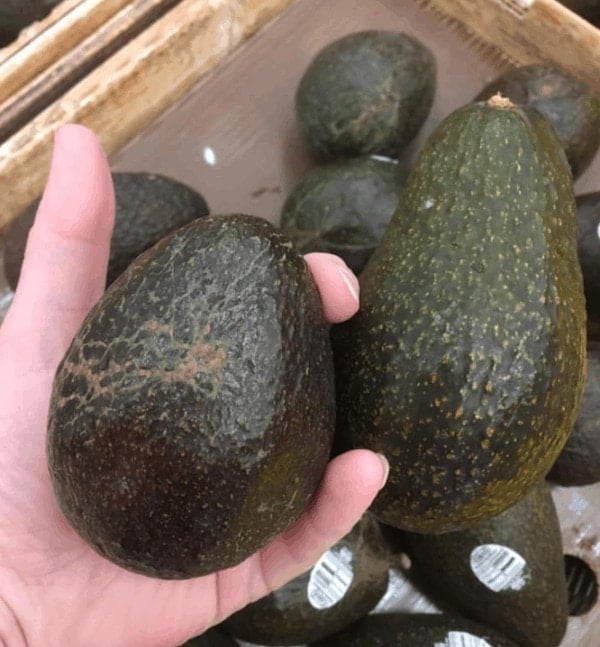 avocados