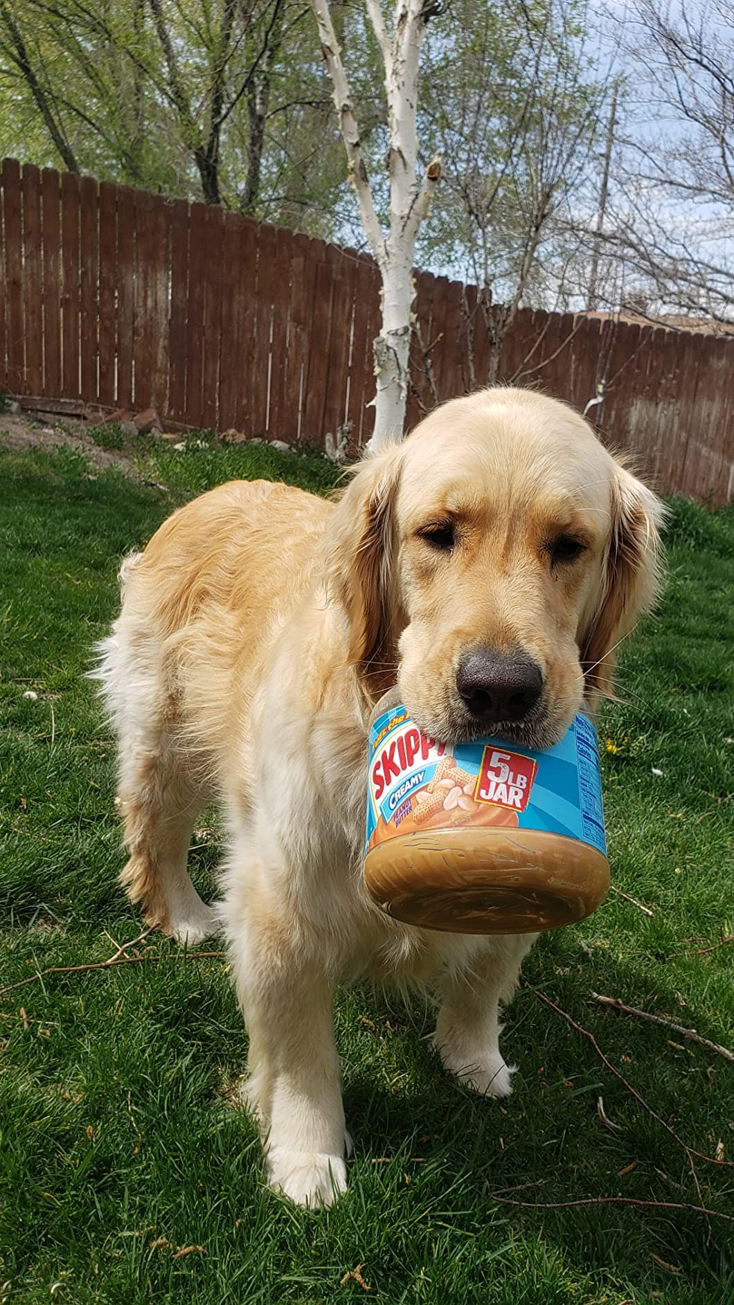 skippy peanut butter 