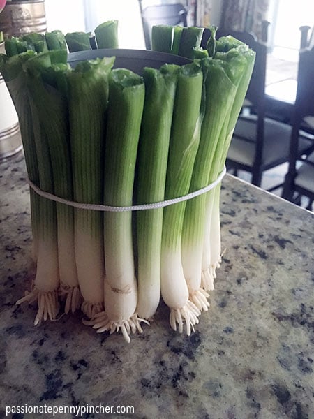 green onion craft 
