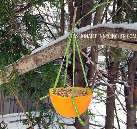 orange bird feeder in tree with snow