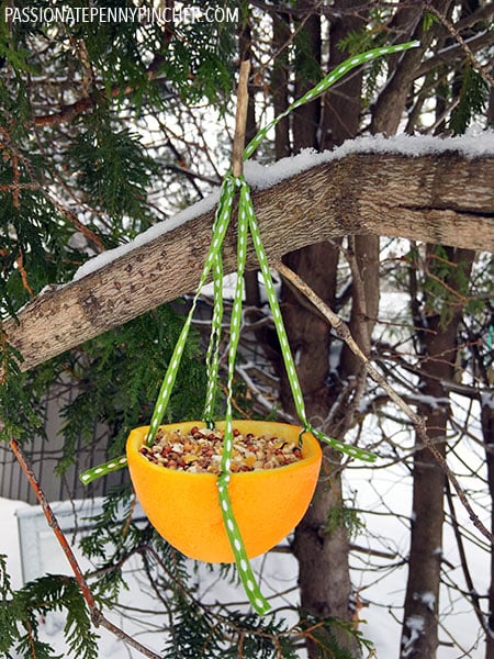 Orange Bird Feeder in Tree