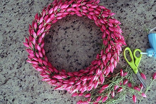 Cutting Tulips for DIY Spring Wreath