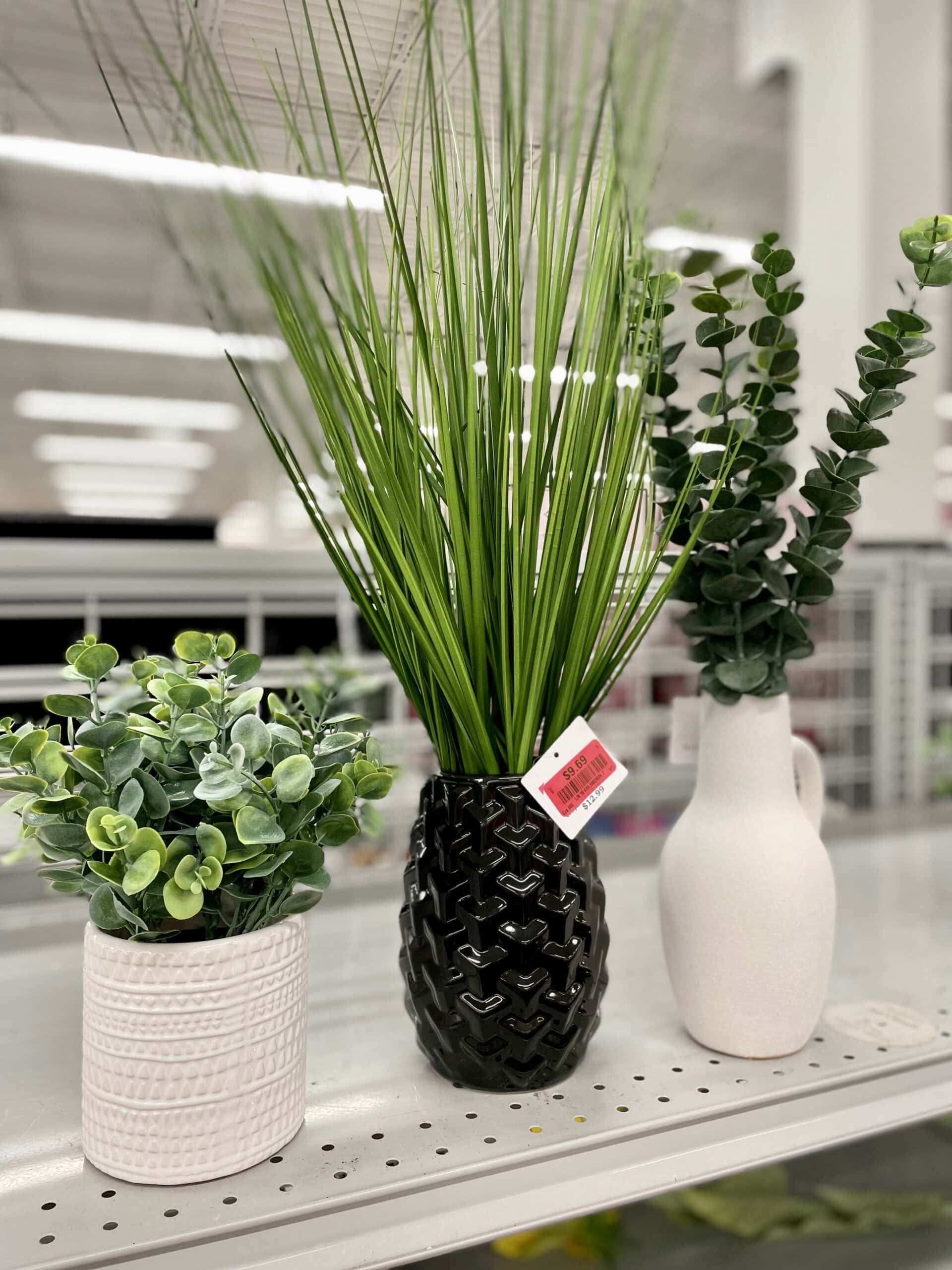 decorative plants