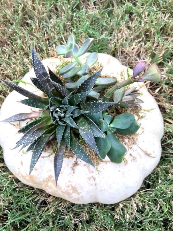 Pumpkin Succulent Planter Finished 