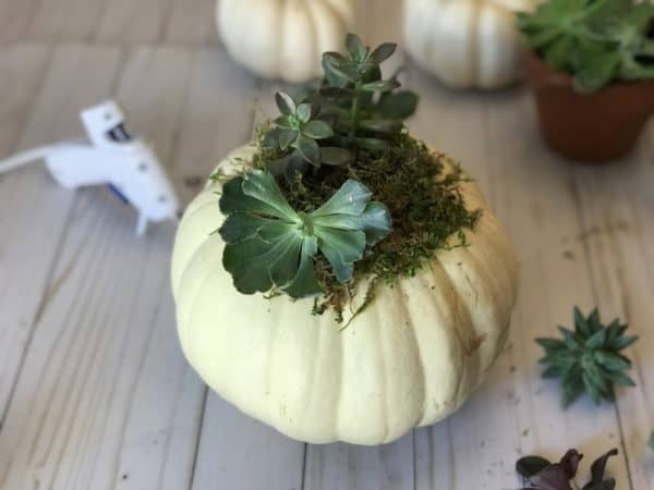 planting succulents in a pumpkin