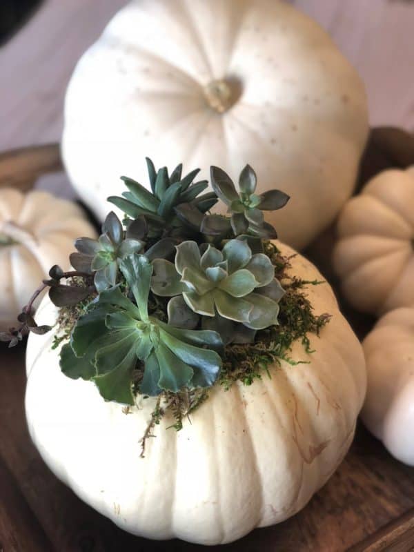 using pumpkins for plants 