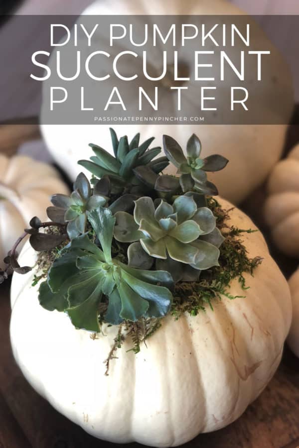 DIY Pumpkin Succulent Planter 
