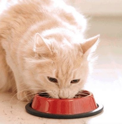 cat eating food out of a bowl