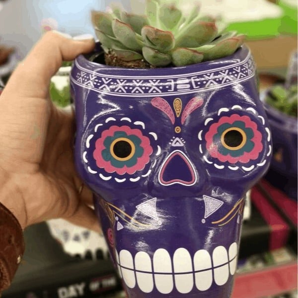 Aldi Sugar Skull Succulents