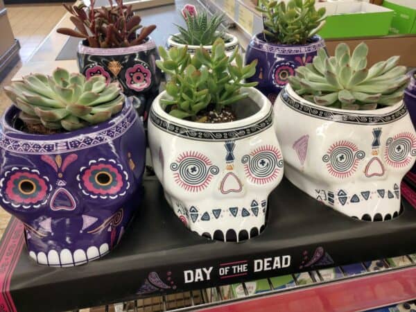Aldi Sugar Skull Succulents