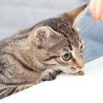 Temptations Cat Treats Stock Up Sale