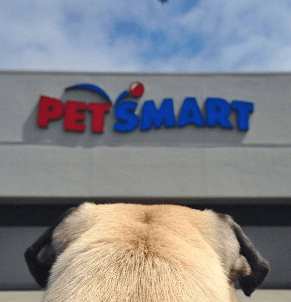 PetSmart Black Friday Ad Preview 1