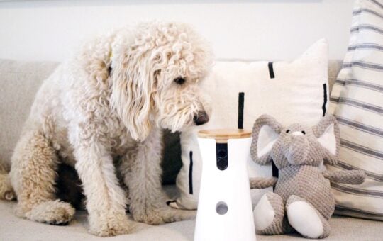 furbo dog camera