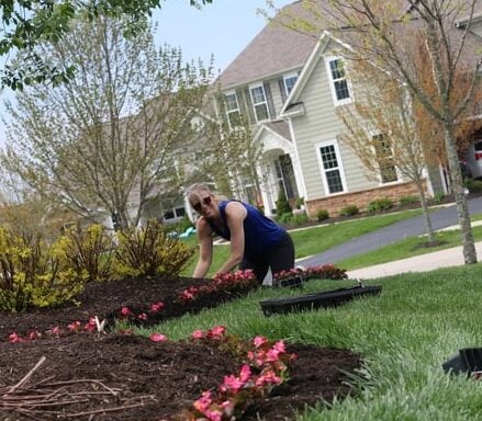 Begonia Planting in Front Yard