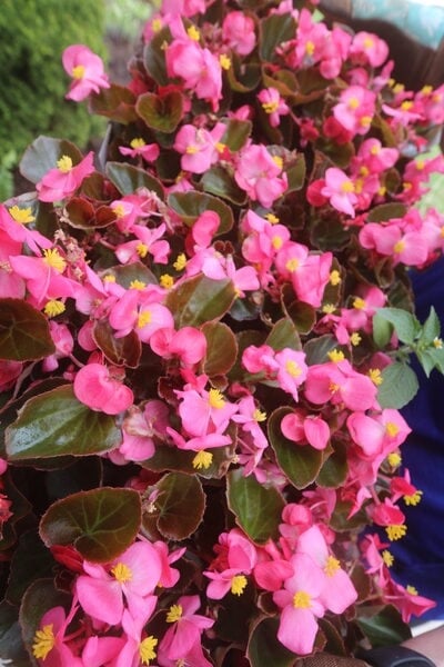 Begonia plants for front yards