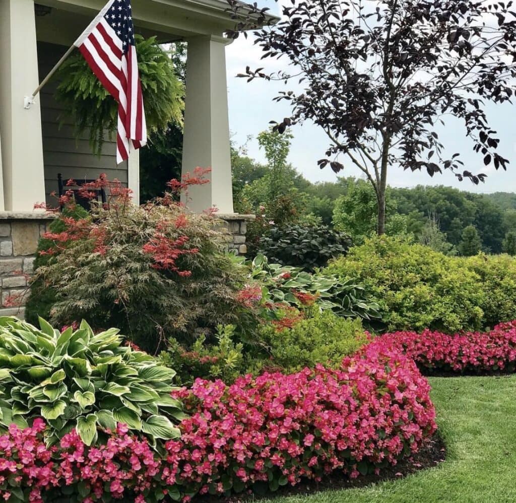 begonia flower bed