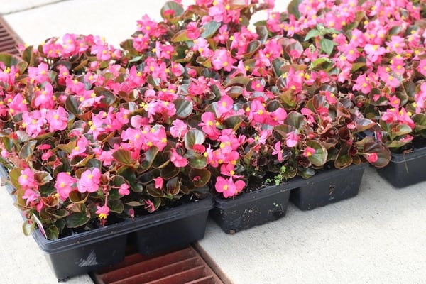 begonias in greenhouse planters