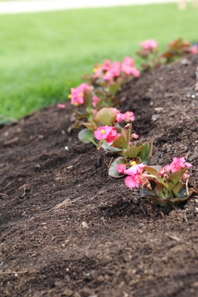 how to start a begonia border