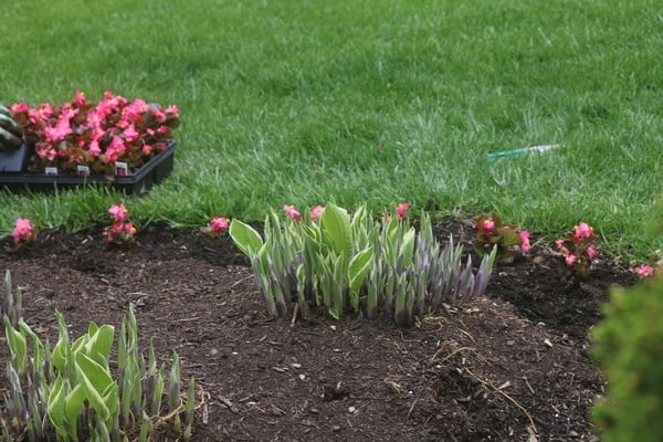 hostas growing in yard