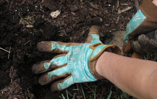 Preparing soil for planting flowers