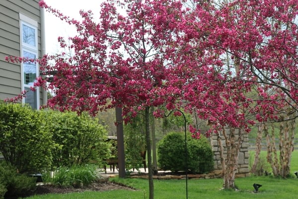 cherry trees blooming