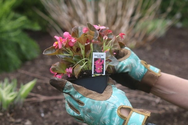 how to care for begonias
