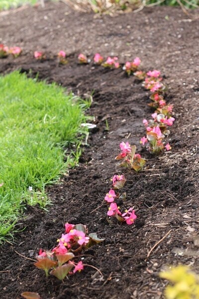 Spacing for Begonias