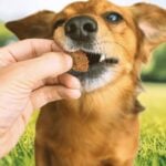 blue buffalo dog treats