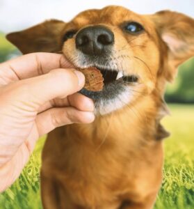 blue buffalo dog treats