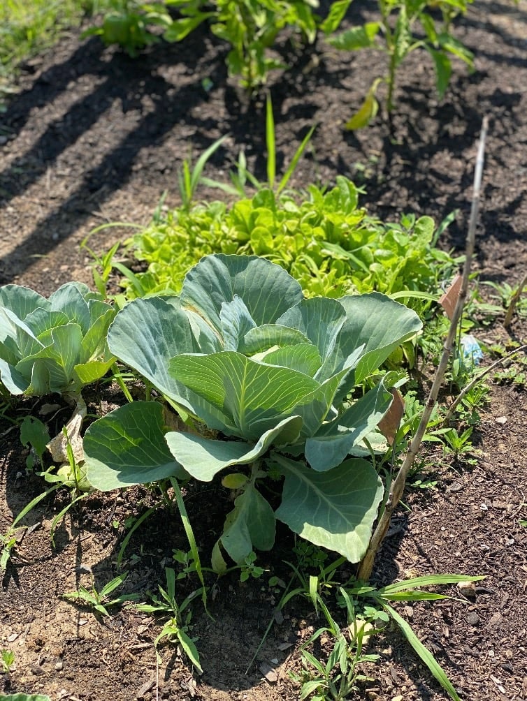 produce growing in garden