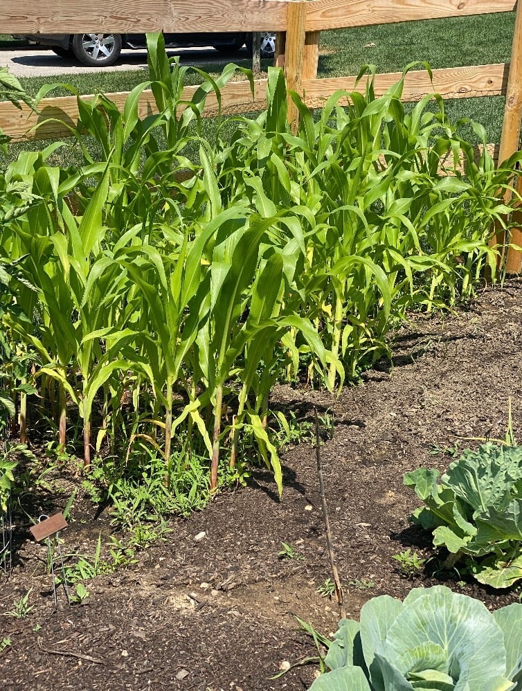 corn growing in home garden