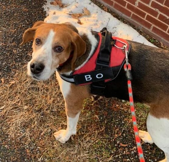 no pull dog harness