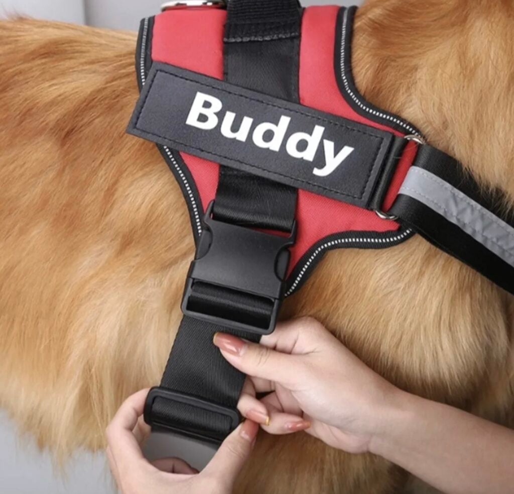 personalized dog harness