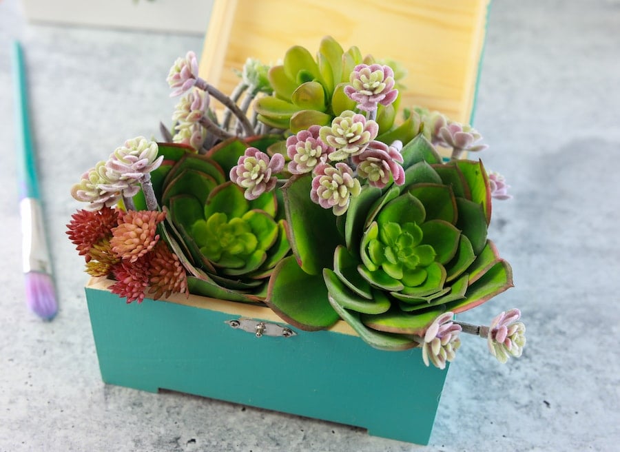 how to make chalk paint close view of finished succulent box