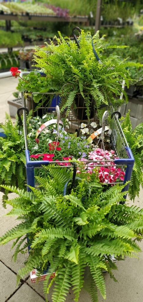 lowes