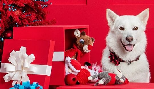 petsmart