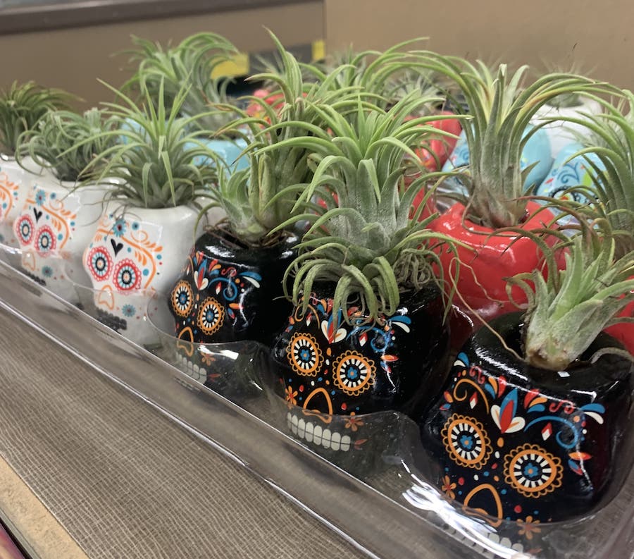 Aldi Succulents