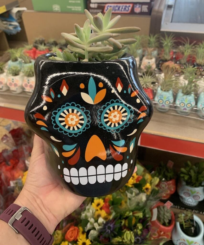 Sugar Skull Succulents
