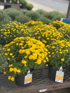 lowe's labor day