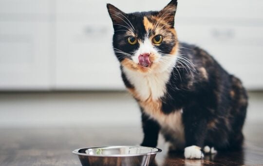 cat food