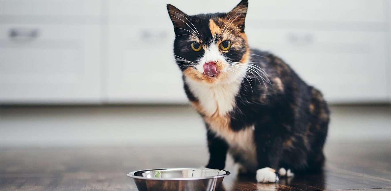 cat food