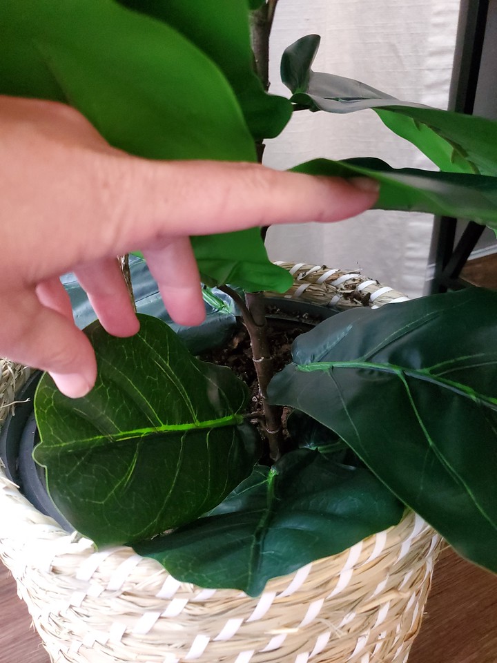 fiddle leaf fig plant unkillable
