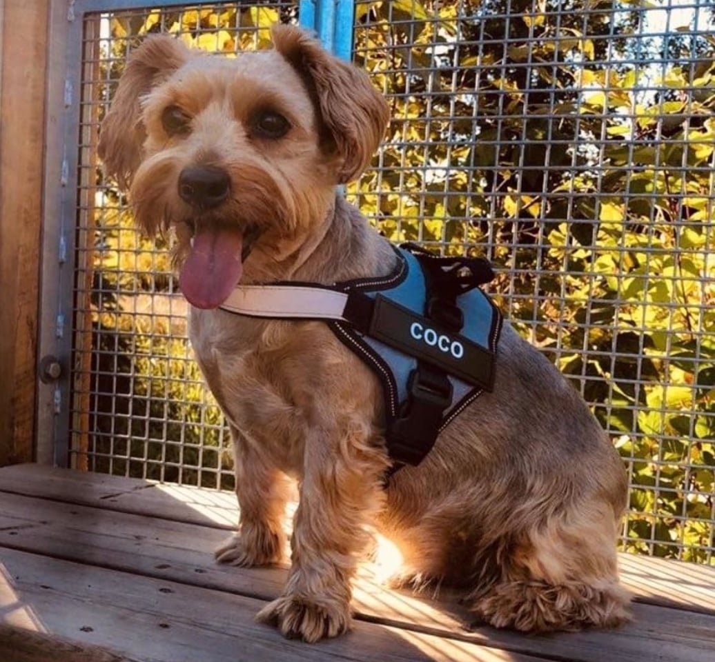 no pull dog harness