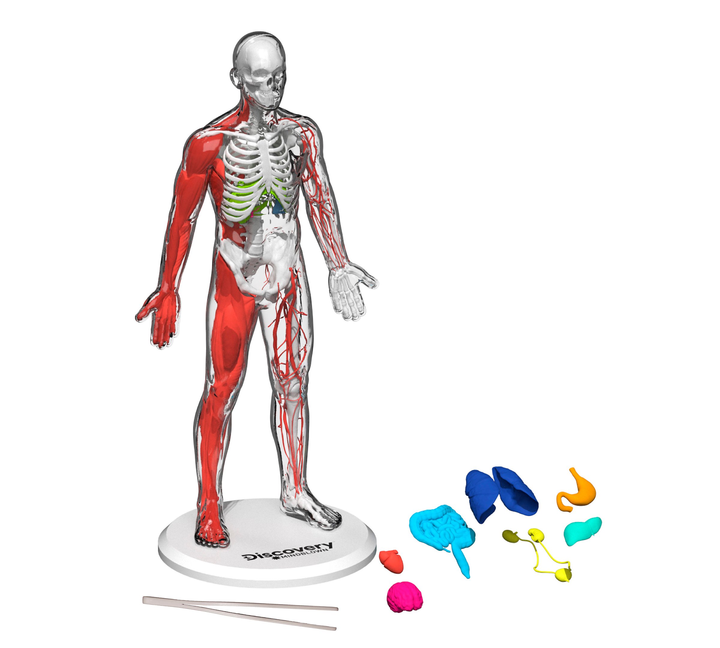 anatomy